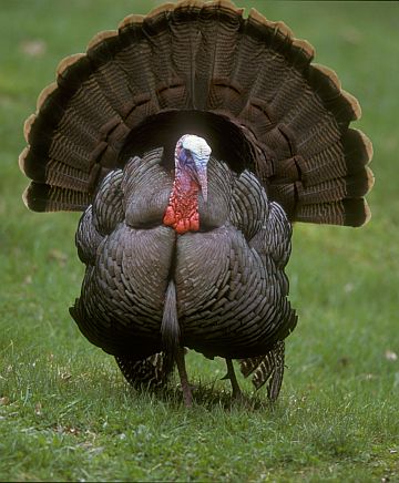 witu_wild_turkey3_rsz_pgc1